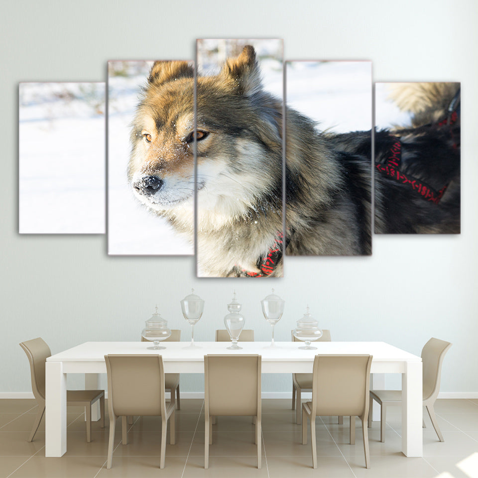Limited Edition 5 Piece  Wolf Dog In Harness Racing Canvas