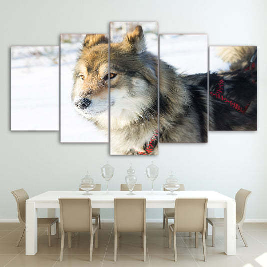 Limited Edition 5 Piece  Wolf Dog In Harness Racing Canvas
