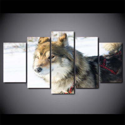 Limited Edition 5 Piece  Wolf Dog In Harness Racing Canvas